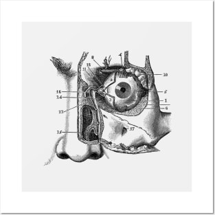 Human Eye and Tear Duct Diagram - Vintage Anatomy Posters and Art